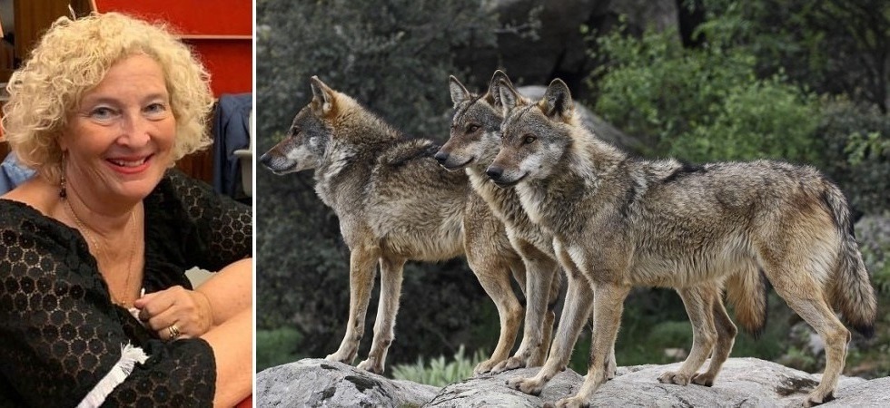 Lupo ucciso a Nago, Coppola: “Vile atto di bracconaggio, serve un cambio di passo nel contrasto a questi reati”